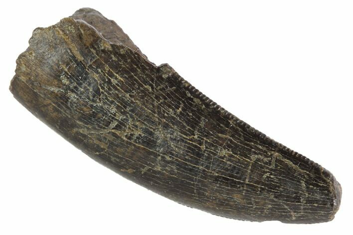 Serrated, Tyrannosaur (Nanotyrannus) Tooth - Montana #87923